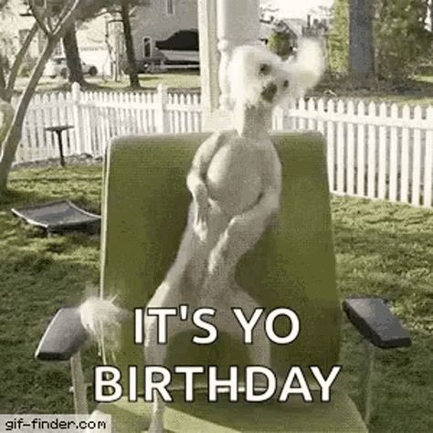 Its Your Birthday Dog GIF - Its Your Birthday Dog Happy - Discover & Share GIFs Happy Birthday Dog Gif, Happy Birthday Funny Dog, Happy Birthday Wishes For A Friend, Its Your Birthday, Funny Happy Birthday Wishes, Birthday Memes, Happy Birthday Dog, Birthday Wishes For Friend, Birthday Dog