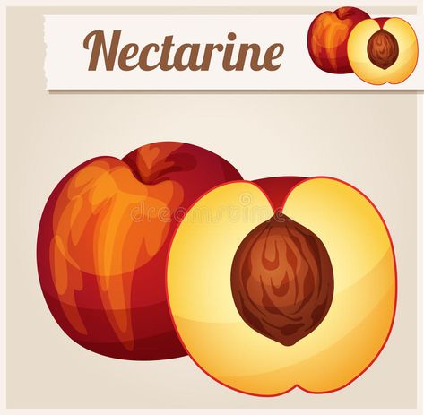 Nectarine. Detailed Vector Icon vector illustration Cooking Illustration, Nectarine, Ecology, Vector Icons, Stock Vector, Juice, Food And Drink, Vector Illustration