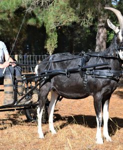 Mini Horse Tack, Tack Board, Treeless Saddle, Farm Work, Pub Design, Pony Horse, Mini Horse, Horses And Dogs, Bridles