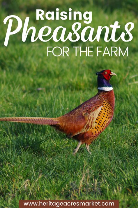 Pheasant Run Ideas, Pheasant Enclosures, Farm Diy Projects, Pheasant Coop, Sustainable Farming Homesteads, Keeping Quail, Raising Pheasants, Pheasant Farm, Pheasant Eggs