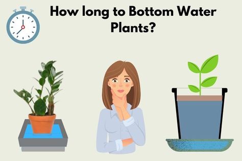 How Long to Bottom Water Plants: The Things to Look Out for How To Bottom Water Plants, Bottom Watering Plants, Flower Garden Ideas Backyard, Garden Ideas Indoor, Bottom Watering, Ideas Backyard Patio, Indoor Garden Apartment, Gardener Aesthetic, Patio Indoor