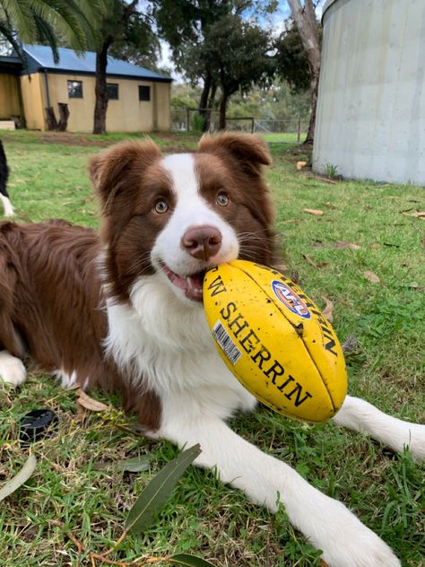 Border Collie, White