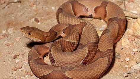 Springtime in the South means that snakes are on the move. Watch your step and know what to do should you encounter one. Copperhead Snake, Bear Island, Black Rat, Poisonous Snakes, Rat Snake, Rainbow Snake, Coral Snake, Corn Snake, Climb Trees