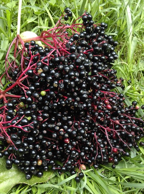 Elderberry Shrub Recipe, Elderberry Witchcraft, Elderberry Syrup Fresh Berries, Elderberry Tincture Recipe, Mexican Elderberry, Elderberry Tincture, Elderberry Lozenges, Elder Berry, Tinctures Recipes