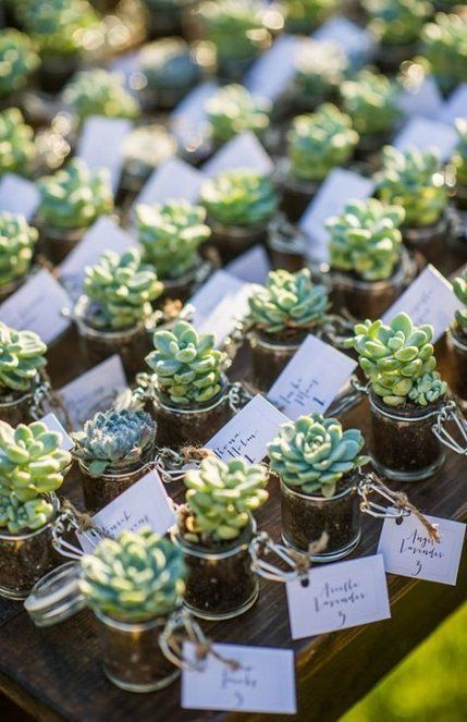 Celebrate your best day with succulents! The new trend is succulent wedding favors #wedding #succulent #giftideas #weddingfavors Tanaman Sukulen, Kaktus Dan Sukulen, Summer Wedding Favors, Trendy Wedding Favors, Summer Wedding Diy, Succulent Wedding Favors, Succulent Favors, نباتات منزلية, Unique Favors