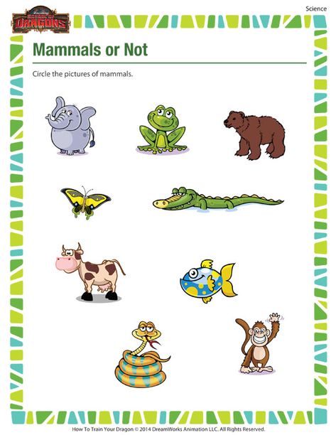 Mammals Or Not – Science Printable For Kindergarten On Mammals – School Of Dragons Mammals Worksheets For Kids, Mammals Worksheet, Mammals Activities, Printable Butterfly, Animal Classification, Printable School, Kindergarten Worksheets Printable, Worksheets For Kindergarten, Natural Science