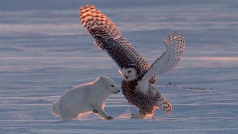 Arctic Fox and Snowy Owl Filmed Doing ... Arctic Owl, Fox Pictures, Owl Photos, Nat Geo, Arctic Fox, Snowy Owl, Wild Dogs, Fox Art, Owl Art