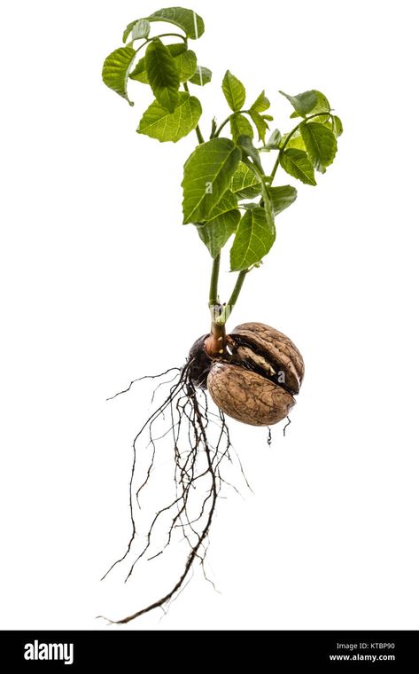 Walnut Tattoo, Trade Books, Travel Book, Sprouts, Print Images, White Background, Photo Image, Walnut, High Resolution