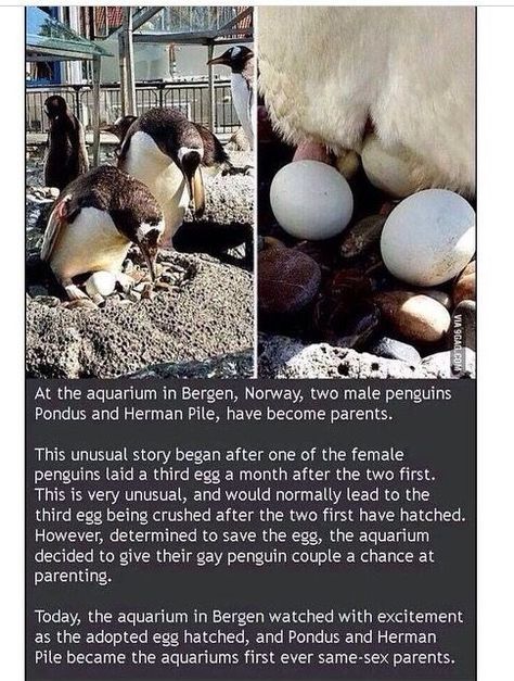 Faith In Humanity, Cool Stuff, Animal Memes, Cute Funny Animals, Animal Kingdom, Funny Cute, Animals And Pets, Penguins, Baby Animals