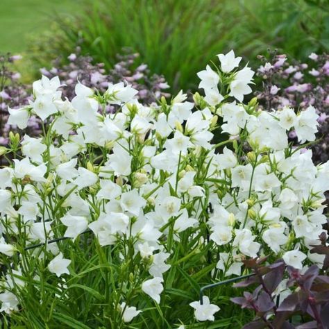 Campanula Takion White Campanula Persicifolia, Border Plants, Bee Friendly, How To Attract Hummingbirds, Small Space Gardening, White Gardens, Potting Soil, Delicate Flower, Container Plants