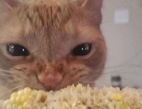 Cat Eating, Söt Katt, Angry Cat, Corn On The Cob, Silly Animals, Cat Aesthetic, Funny Cute Cats, Silly Cats, Orange Cat