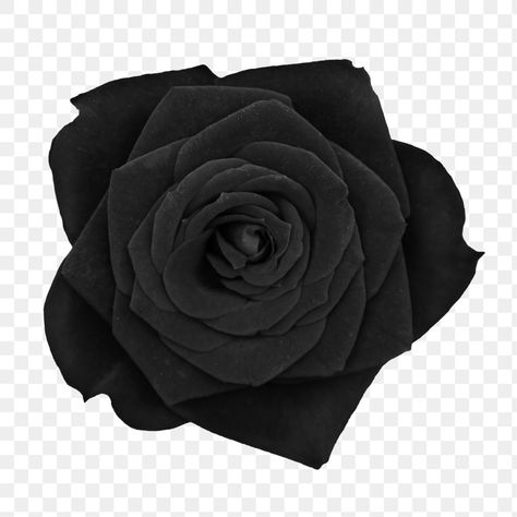 Rose Flower Sticker, Black Rose Bouquet, Sticker Transparent Background, Black Rose Flower, Rose Dark, Black Png, Rosé Png, Sticker Transparent, Dark Flowers