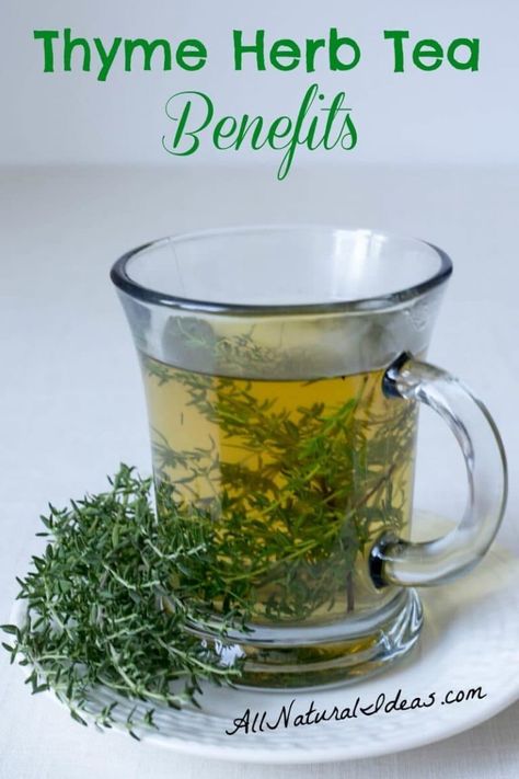 The thyme herb tea benefits have been known for ages. Drinking this magical tea may provide relief for many ailments. Make the switch from coffee! | allnaturalideas.com Thyme Tea, Herbs Medicine, Thyme Herb, Magical Tea, Tomato Nutrition, Calendula Benefits, Teas Recipes, Homemade Tea, Matcha Benefits