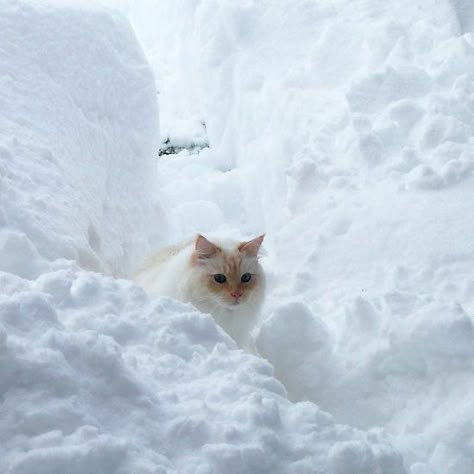 Gloomy Winter, Cat Snow, Winter Cat, Cat Reference, Cat Icon, Cat Boarding, Snowy Day, Cat Aesthetic, Snow Day