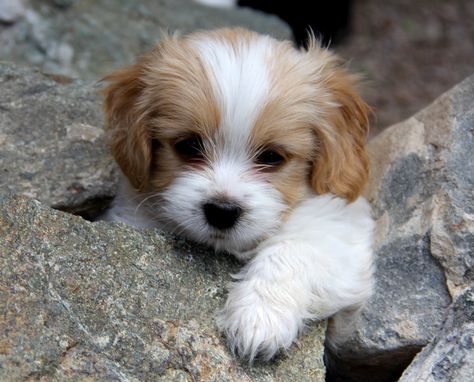 Blenheim colored Cavachon puppy. I'm getting one as soon as I can afford a dog!!! Cavachon Puppies, Puppies And Kitties, A Rock, 귀여운 동물, King Charles, Animals Friends, I Love Dogs, Spaniel