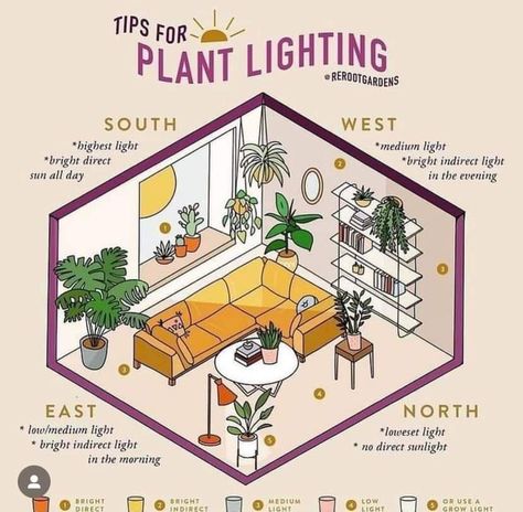 Indoor Plants Light Guide, Plant Sunlight Chart, Light Levels For Plants, Indoor Plant Light Guide, Growing Lights For Plants, Bright Light Plants Indoor, Plants That Need Little Light, Indoor Plants Lighting, Plants That Dont Need Sunlight Indoor