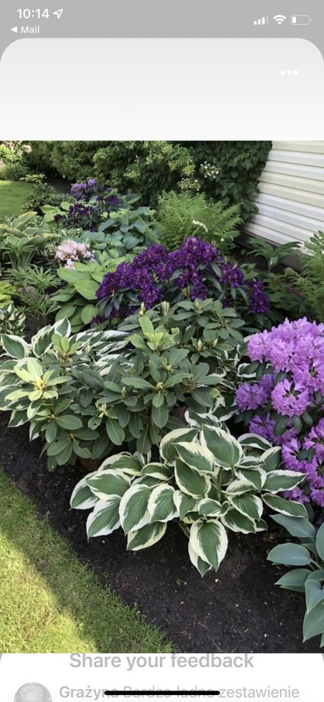 Hostas And Lavender Landscaping, Purple And White Landscaping, Flower Bed Ideas In Front Of House Landscaping Planter Boxes, Lilac Landscaping, Chicago Bungalow, White Flowers Garden, Summer Gardens, Purple And White Flowers, Lilac Tree