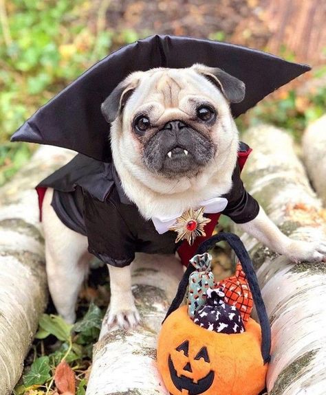 Count Pugular Small Pug, Pug Puppies For Sale, Dog Halloween Costume, Cute Pug Puppies, Pug Dogs, Baby Pugs, Best Dog Toys, Dogs Lover, Dog Selfie