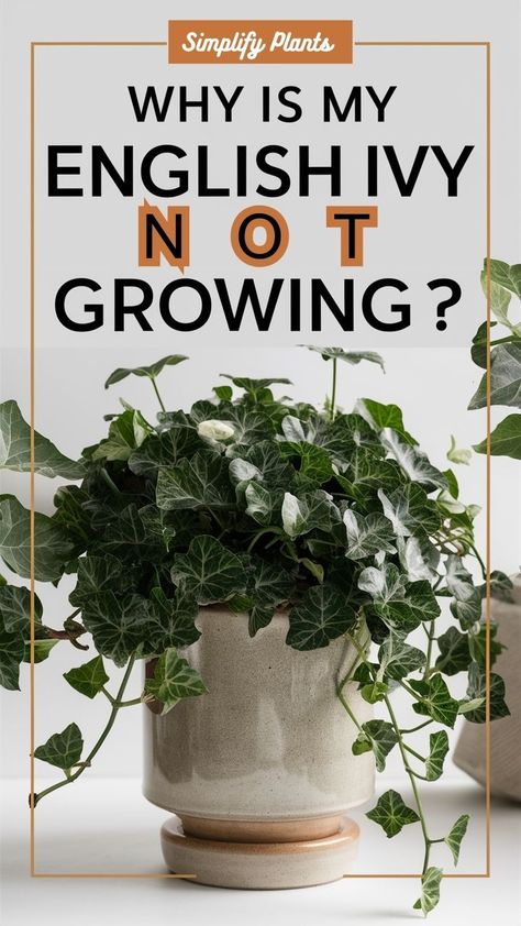 "English ivy care, troubleshooting English ivy growth, English ivy problems, 
English ivy not thriving, improving English ivy growth, troubleshooting 
plant growth issues, plant care tips, plant growth problems" English Ivy, Helix, Ivy, Plants