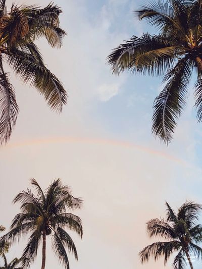 Palmbow | Palm tree background, Palm trees wallpaper, Beach wallpaper iphone Beach Widgets, Aesthetic Locations, Brown Samba, Tsitp Aesthetic, Palm Tree Background, Beach Wallpaper Iphone, Wallpaper Beach, Palm Trees Wallpaper, Trees Wallpaper