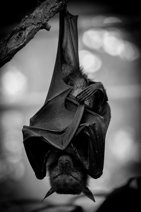 Fox Bat, Bat Animal, Bat Art, Bat Tattoo, Fruit Bat, Baby Bats, Cute Bat, 영감을 주는 캐릭터, White Photo