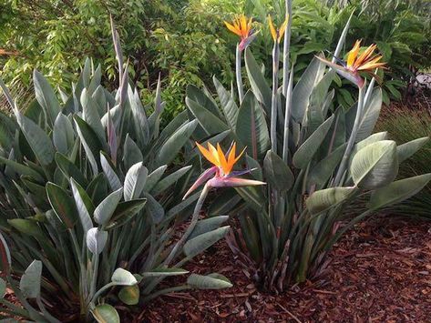 Las 10 plantas imprescindibles para tu jardín - PAISSANO - Arquitecto en Almería Strelitzia Reginae, Birds Of Paradise Plant, Bird Of Paradise Plant, Paradise Plant, Tropical Garden Design, Garden Aesthetic, Creative Gardening, House Plants Decor, Magical Garden