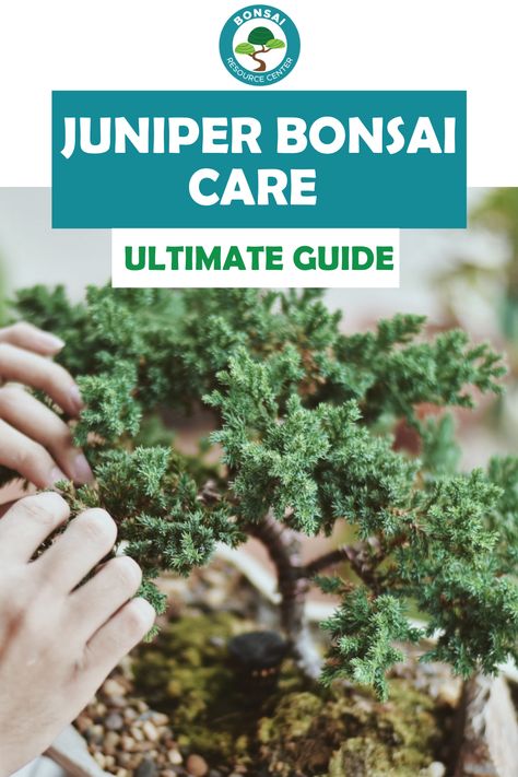 Bonsai Tree Juniper, Juniper Bonsai Tree Care, Bonsai Juniper Tree, How To Care For Bonsai Tree, Bonsai Tree Care Indoor, Bonsai Maintenance, Bonsai Tips, Bonsai Growing, Japanese Juniper