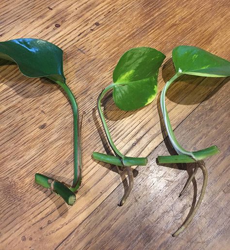 Propagating the Pothos Plant How To Clip A Pothos Plant, Pothos Plant Care, Easy House Plants, When To Plant, Pine Mountain, Ivy Plants, Propagating Succulents, Plant Hacks, Plant Propagation