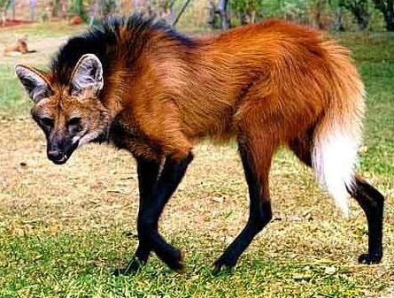 Too musky! | The Maned Wolf (Chrysocyon Brachyurus) is in the family of Canidae and is nicknamed "the stilt-legged fox", although it is not related to foxes nor wolves. The Maned Wolf is an animal enigma and is a survivor from the Pliestocene era. It is also the largest South American canid. Maned Wolf, Interesting Animals, Cool Animals, Animal Reference, Unusual Animals, Rare Animals, Pretty Animals, Animal References, Wild Dogs