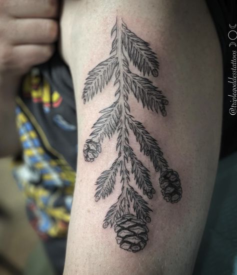 Redwood Branch Tattoo, Nature Tattoo For Men, Redwood Tree Tattoo, Pinecone Tattoo, Redwood Tattoo, Branch Tattoo, Future Ideas, Nature Tattoos, Tree Tattoo