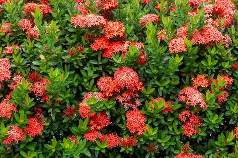 Soka flower ixora coccinea jungle gerani... | Premium Photo #Freepik #photo #fresh-flowers #beautiful-flowers #spring-nature #natural-flower Jungle Geranium, Ixora Coccinea, Happy 11th Birthday, Gold Bokeh, Happy 12th Birthday, Party Frame, One Year Birthday, Turquoise Background, Flowers Beautiful