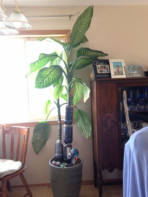 Shortening and Propagating a Huge Dieffenbachia Amoena: 7 Steps (with Pictures) Dieffenbachia Houseplant, Air Layering, Potted Flowers, Living Room Decor Colors, Large House, Growing Plants Indoors, Office Plants, House Plant Care, Plant Cuttings