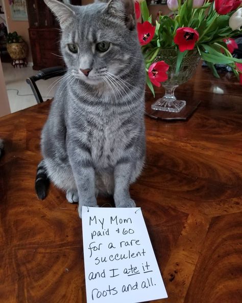 32 Of The Best Cat Shaming Pictures On The Internet -… Cat Symbolism, Cat Shaming, Break The Rules, Bad Cats, Rare Succulents, Best Cat, Animal Memes, Cool Cats, The Rules