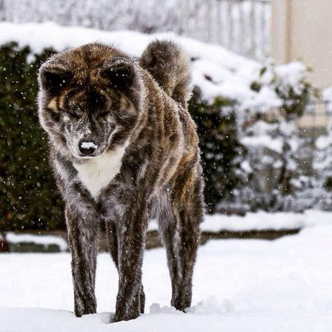 Akita Inu Akita Brindle, Brindle Akita, Akita Inu Dog, American Akita Dog, Japanese Akita, Akita Puppies, American Akita, Akita Inu, Japanese Dogs