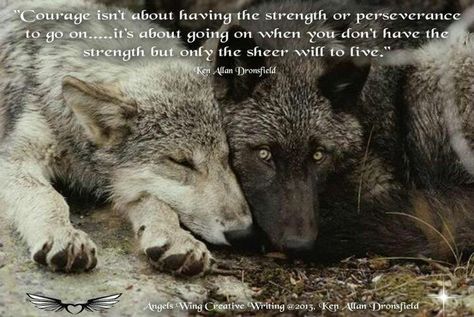 Wolf quote--please help save wolves from the people who think it's ok to have contests to see who can kill the biggest wolf and who killed the most wolves, it is happening right now in Idaho, Montana, Wyoming and other western states-- Animal Heart, Wolf Stuff, Wolf Pup, Wolf Quotes, Wolf Love, She Wolf, Wolf Pictures, Wolf Spirit, Beautiful Wolves