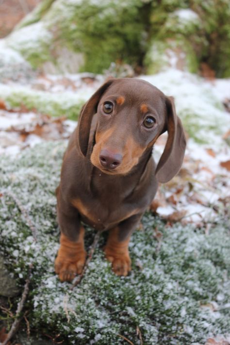 Miniature dachshund, brown and tan. Miniature Dachshund, Pet Costumes, Dachshund, Cute Dogs, Miniatures, Puppies, Pet, Dogs, Quick Saves