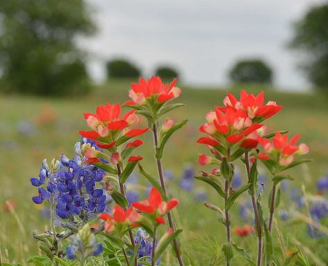 Wildflowers-21 | Mike D | Flickr Oklahoma Wildflowers, Hawaiian Birds, Wildflower Garden, Color Painting, Crafty Stuff, Future Tattoos, Artist Inspiration, Oklahoma, Garden Ideas