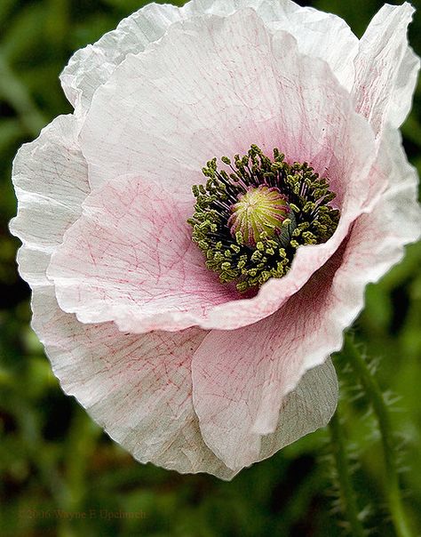 Sure, red poppies are great...but look at this WHITE one! White Poppies Painting, Types Of Poppies, Growing Poppies, Pink Poppy, White Poppy, Pink Poppies, Poppy Flowers, Poppy Flower, Exotic Flowers