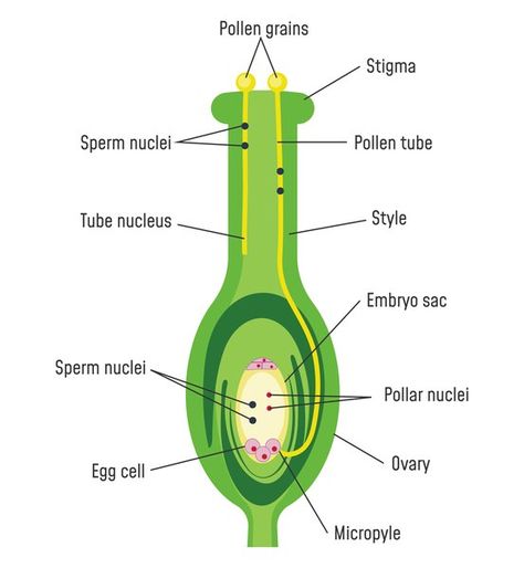 Photo Credit: FancyTapis/iStock/GettyImages Plants Meaning, Female Parts, Cell Forms, Flower Structure, Rose Plant, Rose Seeds, Plant Life Cycle, Science Notes, Parts Of A Flower