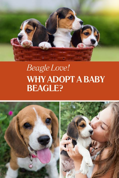 Thinking of adopting a baby Beagle? 🐶 Learn how Beagle dogs make loving companions, with helpful dog hacks and puppy tips to ensure you raise the perfect Beagle puppy. Save this pin for cute Beagle dog facts and adoption tips! 🐾❤️ Beagle Dog Facts, Adoption Tips, Dog Emotions, Beagle Breeds, Dog Rescue Shirts, Baby Beagle, Puppy Tips, Beagle Dogs, Cute Beagles