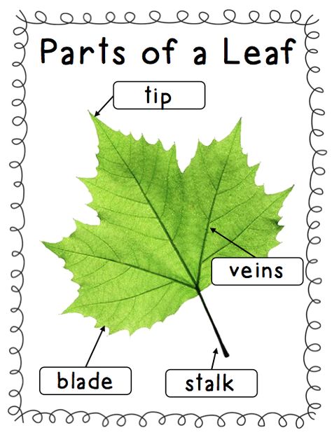 Leaves Math Activities Preschool, Life Cycle Of A Leaf Preschool, Pre K Tree Study, Leaves And Trees Lesson Plans, Parts Of A Leaf Preschool, Leaves Lesson Plans For Toddlers, Prek Tree Study, Trees And Leaves Preschool Activities, Parts Of A Leaf Free Printable