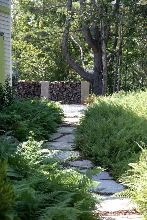 Landscape Architect Visit: Clamshell Alley on the Coast of Maine - Gardenista Hayscented Fern, Lamoine Maine, Rich Landscapes, Meadow Garden, Landscape Construction, Woodland Garden, Garden Pathway, Perennial Garden, Landscape Projects