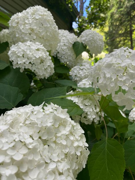 White Hydrangeas Aesthetic, White Hydrangea Aesthetic, Hydrangeas Aesthetic, Aesthetic Hydrangea, Green And White Hydrangea, Hydrangea Aesthetic, White Hydrangea Bouquet, Flower Hydrangea, Hydrangea White