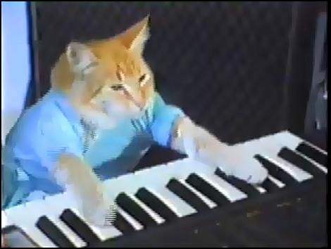 Up Yours Keyboard Cat Keyboard Cat, Internet Cats, Playing The Piano, Playing Piano, Cat Themed, Funny Cat Memes, Music Humor, Cat Playing, Grumpy Cat