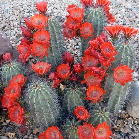 Red Cactus, Cactus Pictures, Texas Panhandle, Flowers Growing, Desert Flowers, Desert Garden, Cactus Flowers, Flower Names, Desert Plants