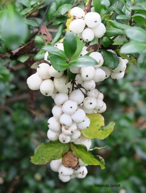 Snow Berries, Katsura Tree, Spring Lawn Care, Lasagna Gardening, Pruning Roses, Flowering Quince, Japanese Forest, Winter Gardens, Ornamental Kale