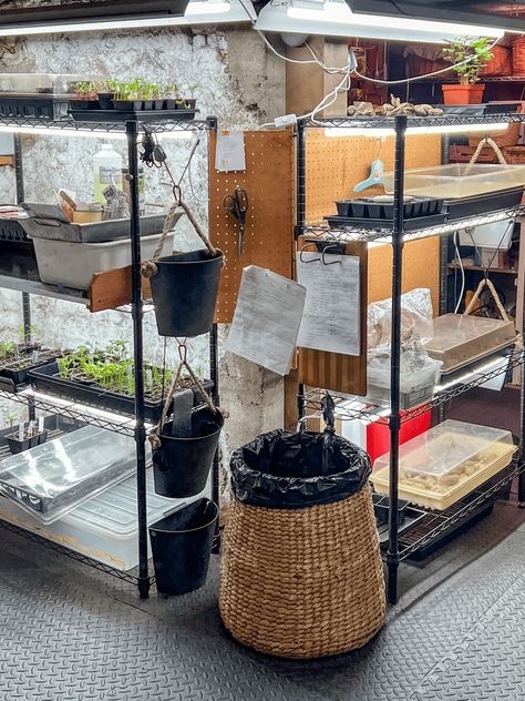 An Introduction to My Seed Starting Setup via @artofdoingstuff Seed Starting Setup, Zucchini Benefits, Tree Trunk Table, Growing Zucchini, Zucchini Plants, Tree Stump Table, Trunk Table, Stump Table, Ground Covering