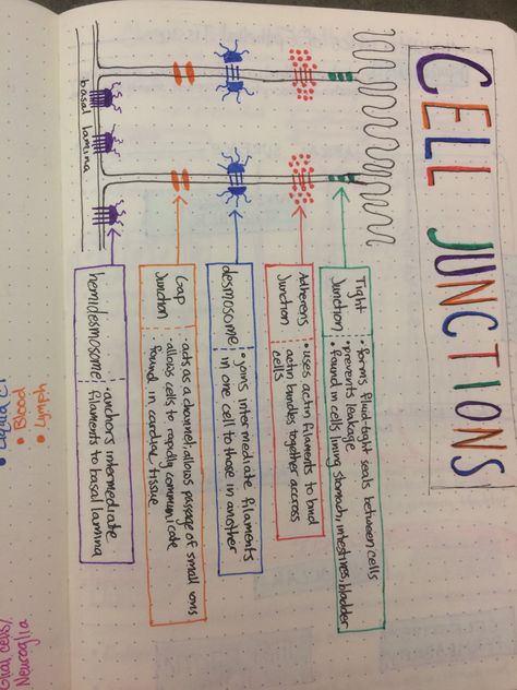 Cell junctions Cell Junctions Notes, Cell Junctions, Cell Junction, Cell Biology Notes, Nervous System Anatomy, Mcat Study, Basic Anatomy And Physiology, Nursing School Survival, Ap Biology