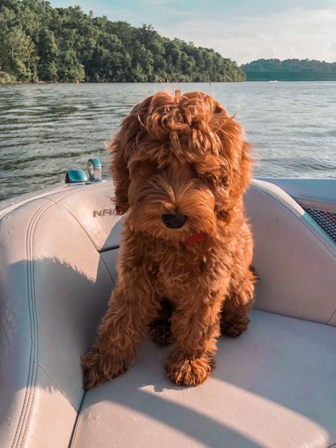 Labradoodle Medium, Labradoodle Mini, Australian Labradoodle Puppies, Bear Puppy, Puppies Small, Labradoodle Puppies, Labradoodle Dogs, Australian Labradoodle, Labradoodle Puppy