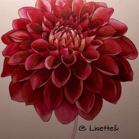 Red Dahlia. Painting made of watercolors. Dahlia Painting Watercolors, Dalia Painting, Dahlias Painting, Delilah Flower, Dahlia Painting, Stitching Flowers, Pencil Flowers, Red Dahlia, Painting Flowers Tutorial